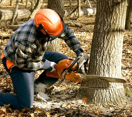 Tree Removal in Newry, ME